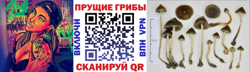 Псилоцибиновые грибы Magic Shrooms  Кстово 